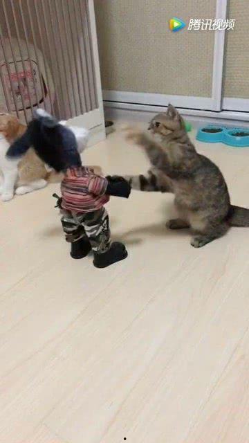 猫猫玩具最新爆料,萌宠必备，趣味无限！